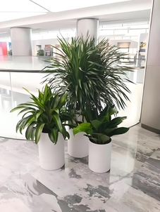 惊艳！鄞州植物租摆设计，点亮你的生活空间><div class=